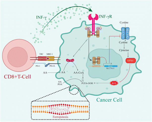image file: d5ra08026f-f6.tif