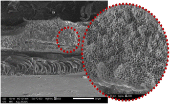 image file: d5ra08723f-u10.tif