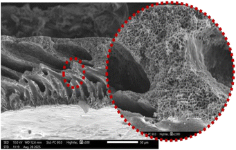 image file: d5ra08723f-u12.tif