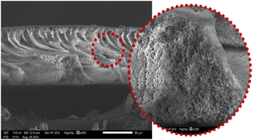 image file: d5ra08723f-u4.tif