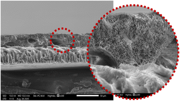 image file: d5ra08723f-u6.tif