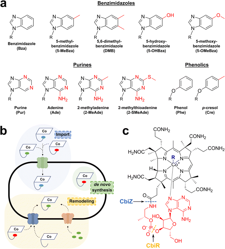 image file: d5sc04531b-f2.tif