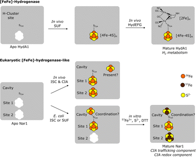 image file: d5sc04860e-f5.tif