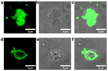 image file: d5sc05521k-f2.tif