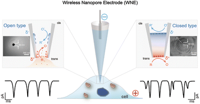 image file: d5sc06299c-f1.tif