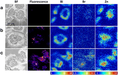 image file: d5sc06490b-f5.tif