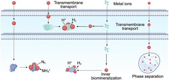 image file: d5sc07884a-f10.tif