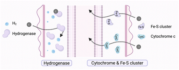 image file: d5sc07884a-f4.tif