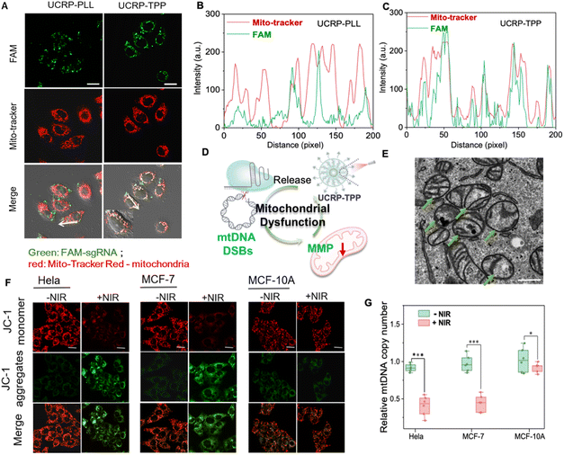 image file: d5sc07976d-f4.tif