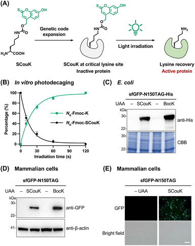 image file: d5sc08317f-f2.tif