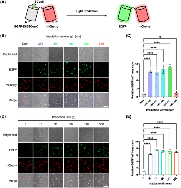 image file: d5sc08317f-f3.tif