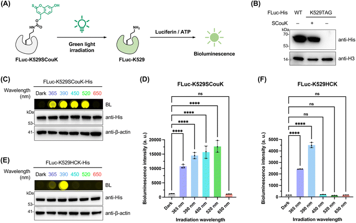 image file: d5sc08317f-f4.tif