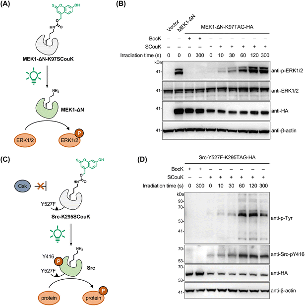 image file: d5sc08317f-f5.tif