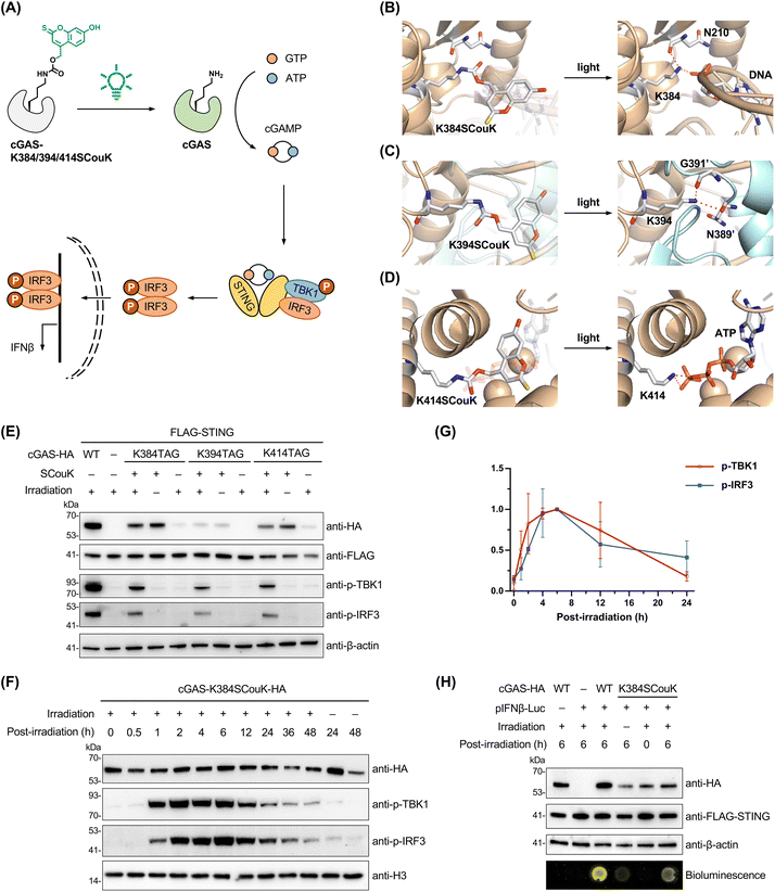 image file: d5sc08317f-f6.tif