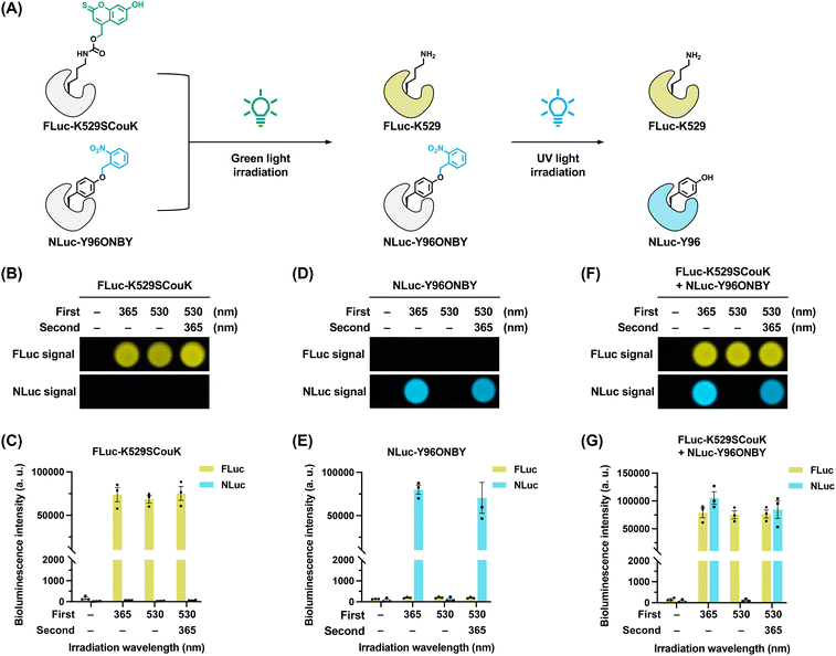 image file: d5sc08317f-f7.tif