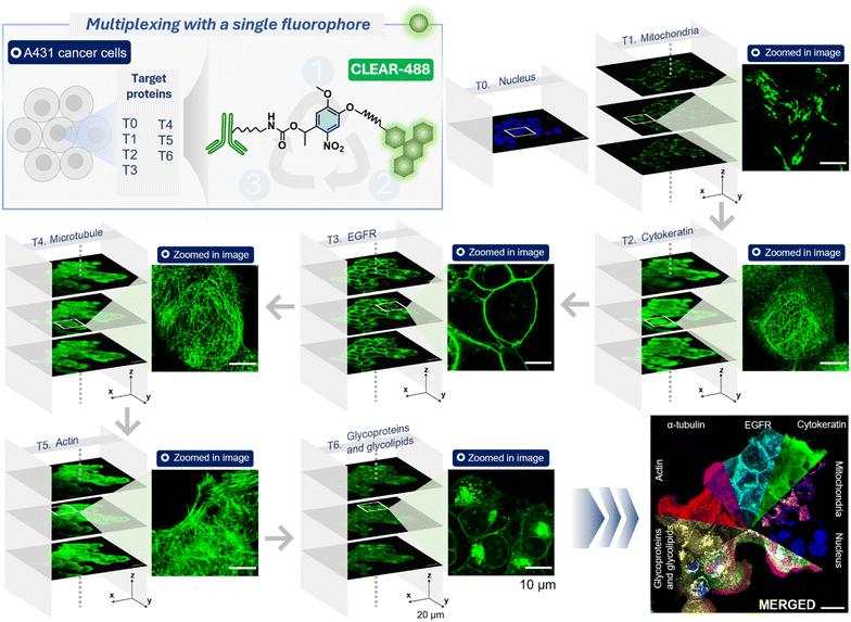 image file: d5sc08599c-f4.tif