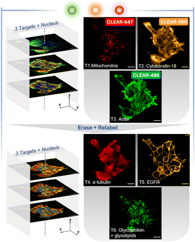 image file: d5sc08599c-f5.tif