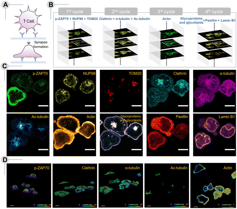 image file: d5sc08599c-f6.tif