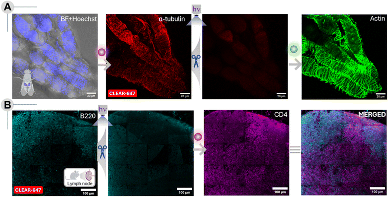 image file: d5sc08599c-f9.tif