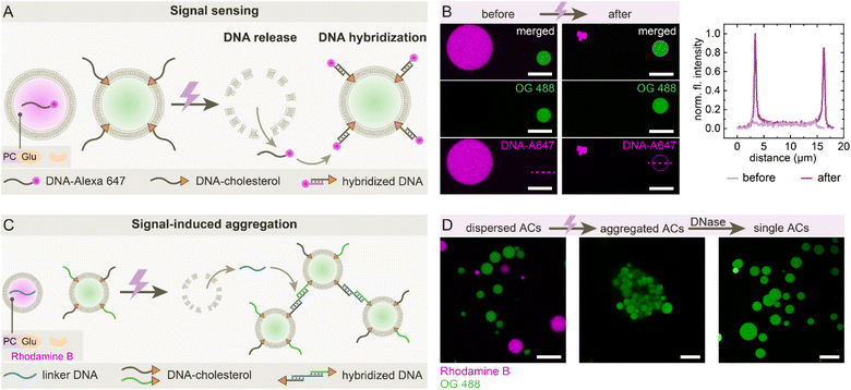 image file: d5sc08882h-f4.tif