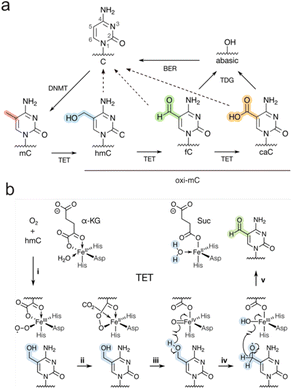 image file: d5sc09022a-f1.tif