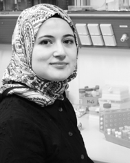 image file: d5sc09022a-p1.tif