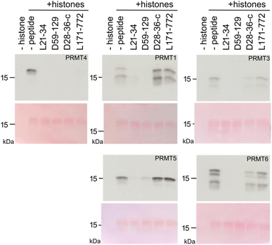 image file: d5sc09232a-f4.tif