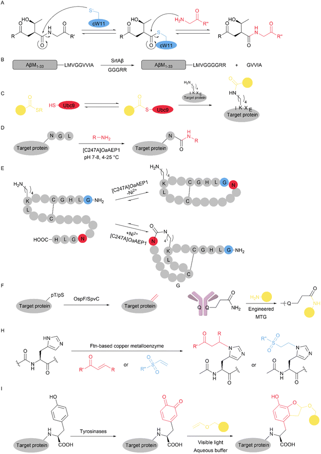 image file: d5sc09331g-f14.tif