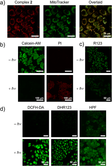 image file: d5sc09339b-f5.tif