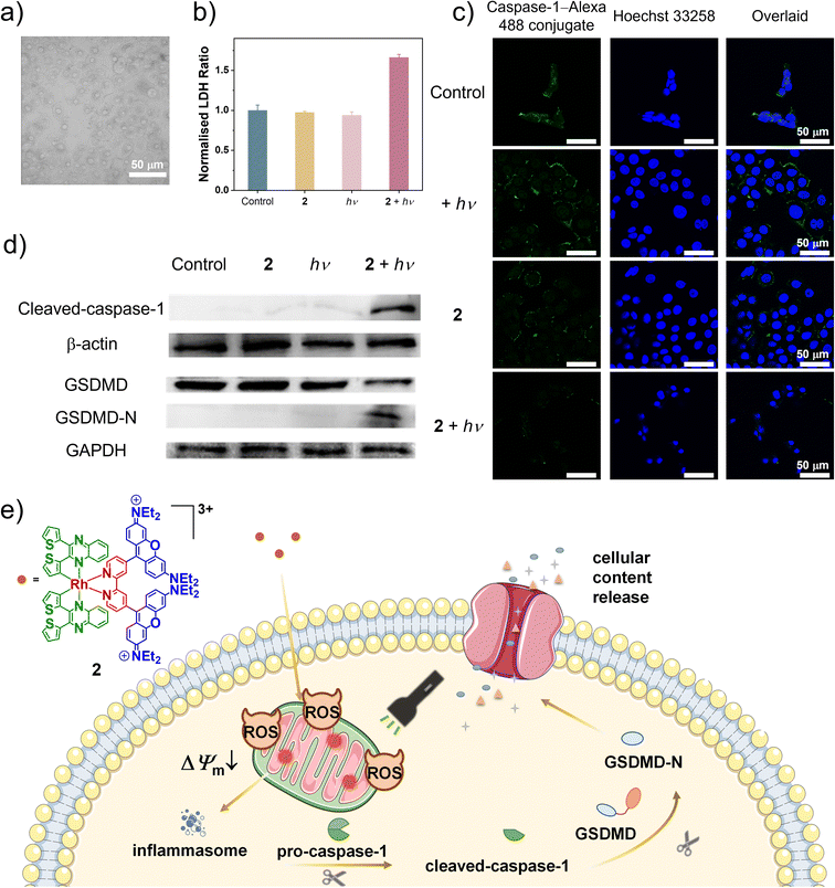 image file: d5sc09339b-f6.tif