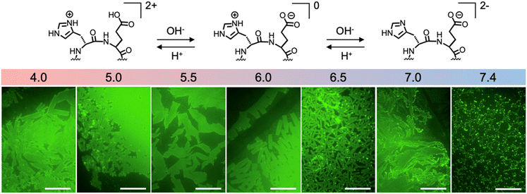 image file: d5sc09489e-f2.tif