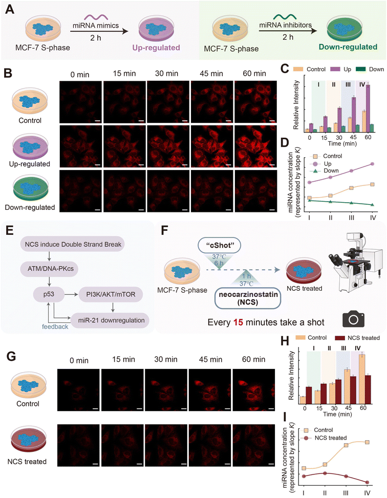 image file: d5sc09638c-f6.tif