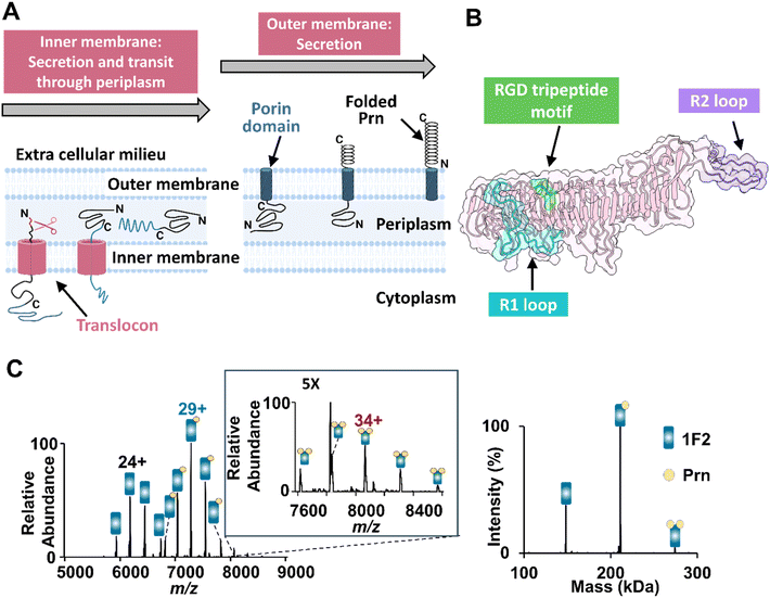 image file: d5sc09702a-f1.tif