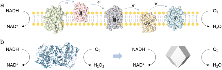 image file: d6sc00612d-s1.tif