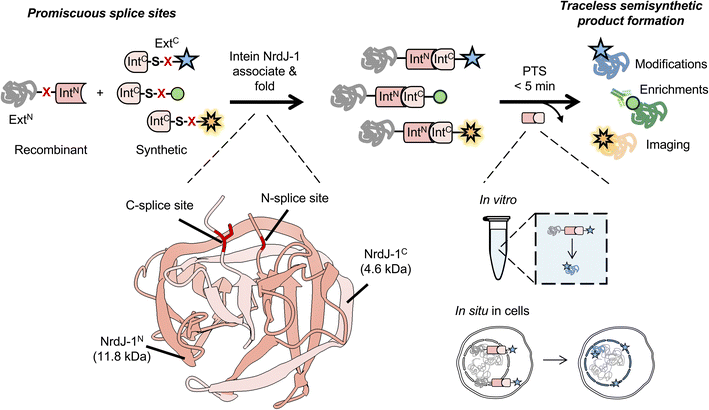 image file: d6sc01808d-f1.tif