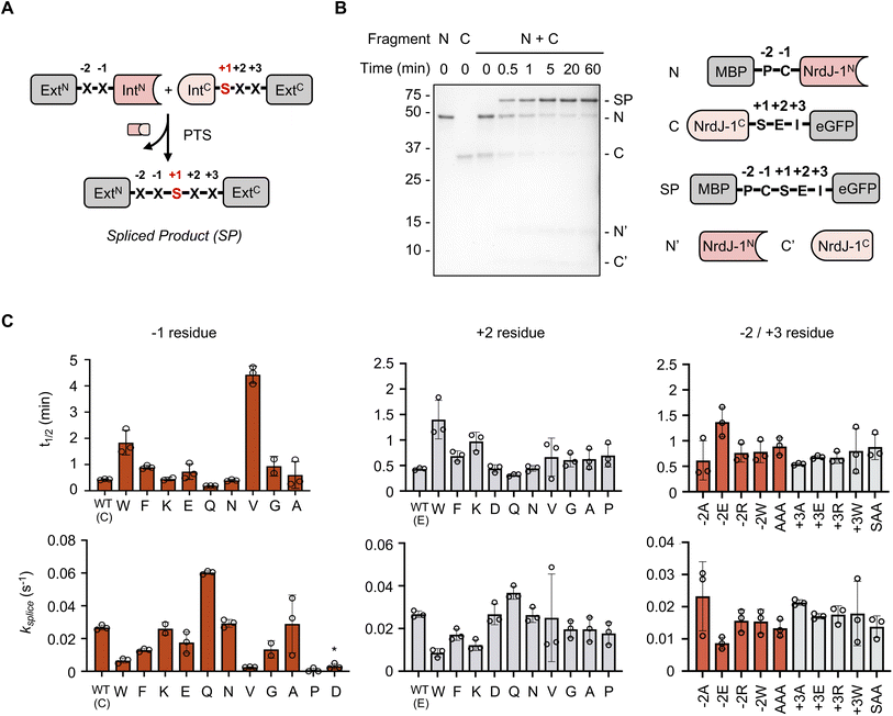 image file: d6sc01808d-f2.tif