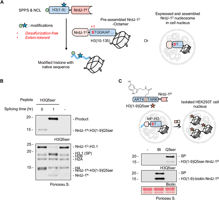 image file: d6sc01808d-f4.tif