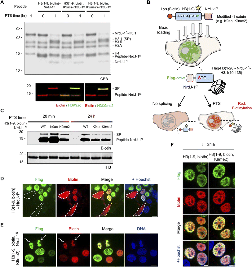 image file: d6sc01808d-f5.tif
