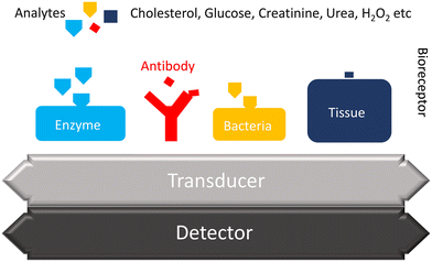 image file: d5sd00082c-f1.tif