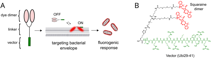 image file: d5sd00160a-f1.tif