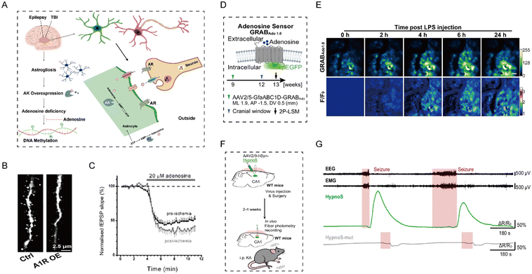 image file: d5sd00170f-f10.tif