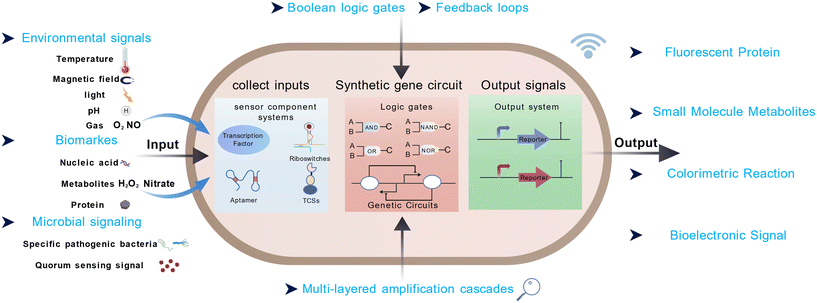 image file: d5sd00200a-f1.tif