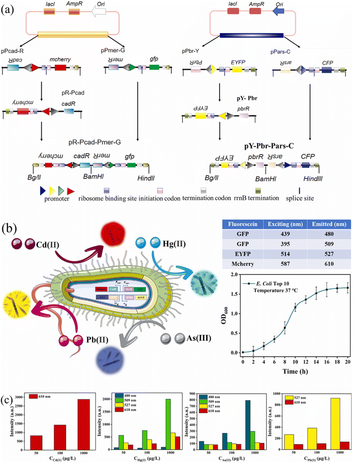 image file: d5sd00200a-f4.tif