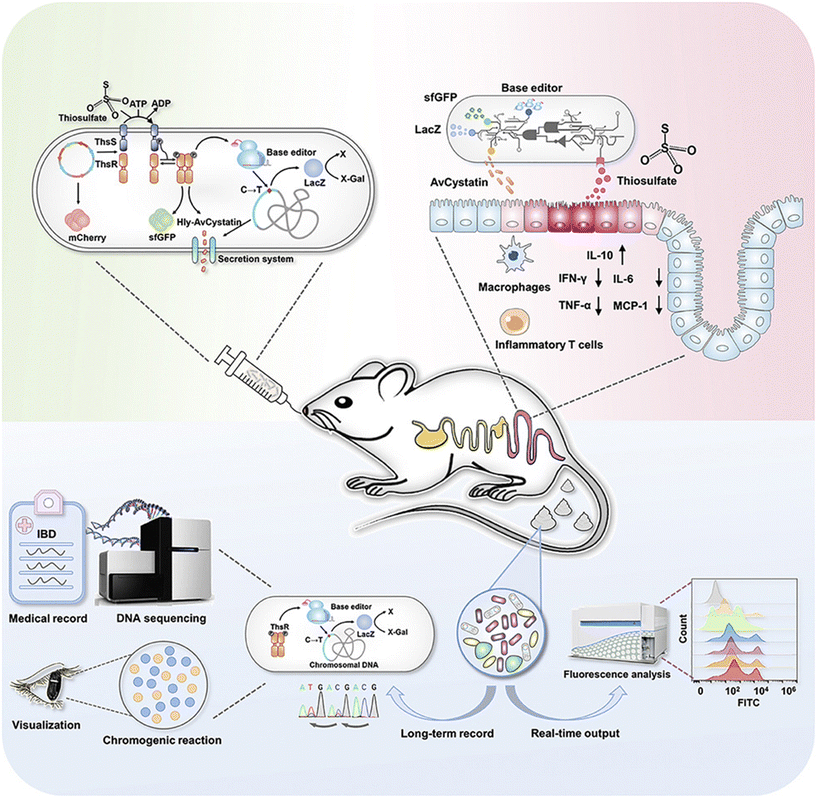 image file: d5sd00200a-f6.tif