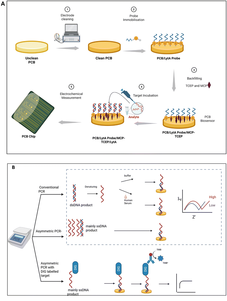 image file: d5sd00210a-f2.tif