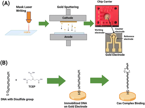 image file: d5sd00227c-f2.tif