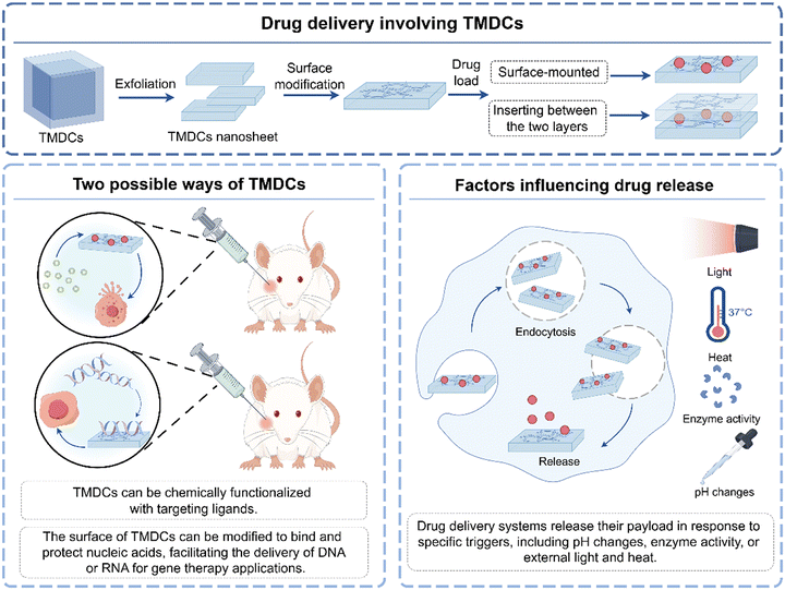 image file: d5sd00238a-f4.tif
