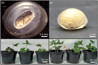 image file: d5sm00932d-f1.tif