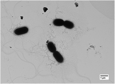 image file: d5su00527b-f6.tif