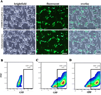 image file: d5tb01970b-f7.tif